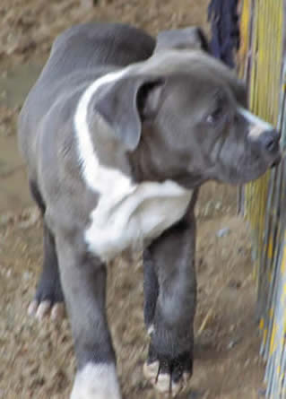 Bellamon Twisted Tess